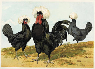 Harrison Weir - White Crested Black Polish.webp