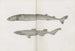 Memoirs of the Museum of Comparative Zoology at Harvard College Pl01 - Musée de Zoologie Comparée de l'Université Harvard — weergave van het kunstwerk