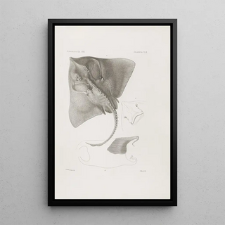 Harvard University Museum of Comparative Zoology - Memoirs of the Museum of Comparative Zoology at Harvard College Pl06.webp