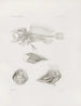 Memoires du Musée de zoologie comparée du Harvard College Pl09 - Musée de Zoologie Comparée de l'Université Harvard — weergave van het kunstwerk