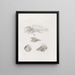 Memoires du Musée de zoologie comparée du Harvard College Pl09 - Musée de Zoologie Comparée de l'Université Harvard — ingelijst kunstwerk aan de muur