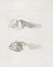 Memoires van het Museum voor Vergelijkende Zoologie van Harvard College Pl14 - Museum voor Vergelijkende Zoologie van de Harvard Universiteit — weergave van het kunstwerk