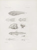 Memoires du Musée de zoologie comparée du Harvard College Pl43 - Musée de Zoologie Comparée de l'Université Harvard — weergave van het kunstwerk