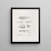 Memoires du Musée de zoologie comparée du Harvard College Pl43 - Musée de Zoologie Comparée de l'Université Harvard — ingelijst kunstwerk aan de muur