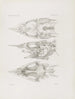 Memoires du Musée de zoologie comparée du Harvard College Pl51 - Musée de Zoologie Comparée de l'Université Harvard — weergave van het kunstwerk