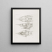 Memoires du Musée de zoologie comparée du Harvard College Pl51 - Musée de Zoologie Comparée de l'Université Harvard — ingelijst kunstwerk aan de muur