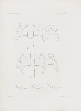 Harvard University Museum of Comparative Zoology - Memoirs of the Museum of Comparative Zoology at Harvard College Pl69.webp