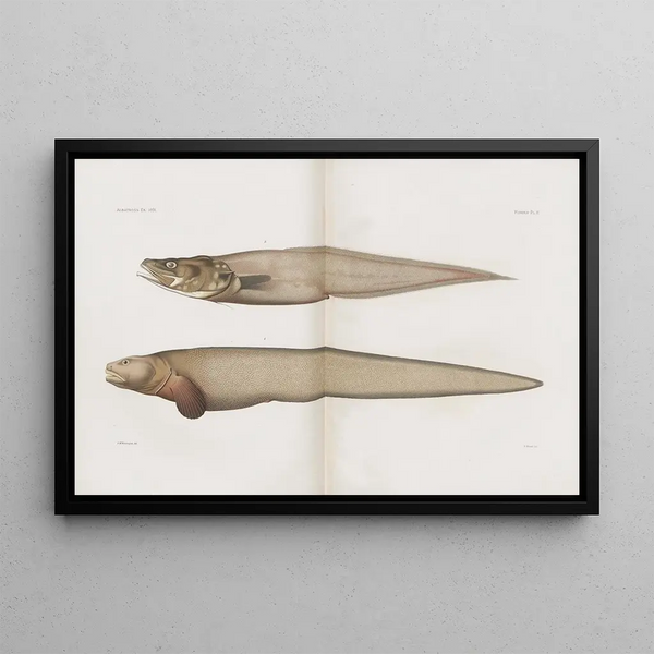Harvard University Museum of Comparative Zoology - Memoirs of the Museum of Comparative Zoology at Harvard College Pl89.webp