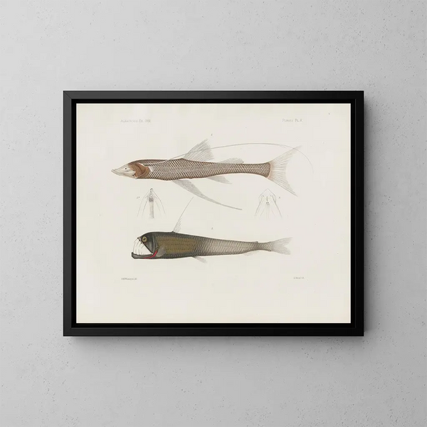 Memoires van het Museum voor Vergelijkende Zoologie van Harvard College Pl94 - Museum voor Vergelijkende Zoologie van de Harvard Universiteit — ingelijst kunstwerk aan de muur