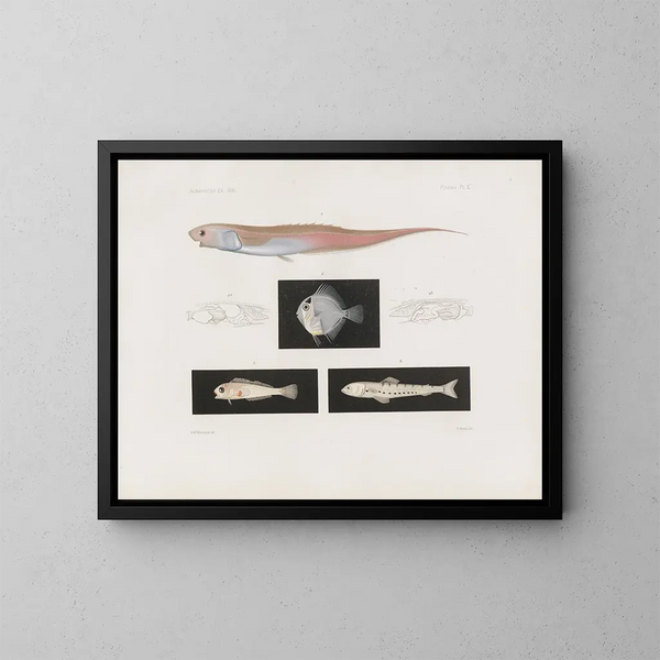 Memoires van het Museum voor Vergelijkende Zoologie van Harvard College Pl95 - Museum voor Vergelijkende Zoologie van de Harvard Universiteit — ingelijst kunstwerk aan de muur
