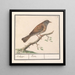 Heggenmus Prunella modularis - Anselmus Botius de Boodt — wandpresentatie van het kunstwerk