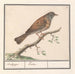 Heggenmus Prunella modularis - Anselmus Botius de Boodt — gepresenteerd in een interieur