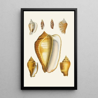 Heinrich Carl Kster - Die Flugelschnecken Strombea Pl07.webp