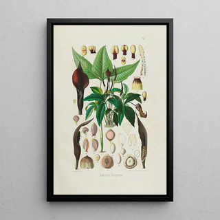 Heinrich Wilhelm Schott - Aroideae Maximilianae Pl01.webp