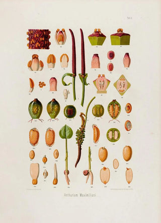 Heinrich Wilhelm Schott - Aroideae Maximilianae Pl05.webp