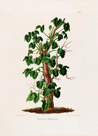 Heinrich Wilhelm Schott - Aroideae Maximilianae Pl17.webp