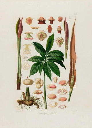 Heinrich Wilhelm Schott - Aroideae Maximilianae Pl23.webp