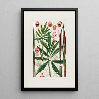 Heinrich Wilhelm Schott - Aroideae Maximilianae Pl24.webp