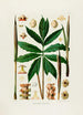 Aroideae Maximilianae Pl25 - Heinrich Wilhelm Schott — artwork view