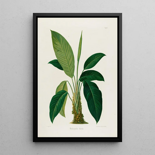 Heinrich Wilhelm Schott - Aroideae Maximilianae Pl29.webp