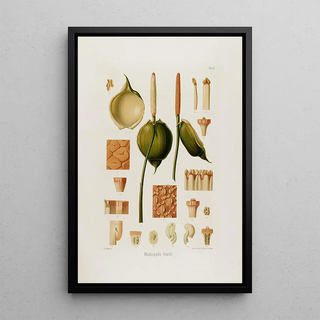 Heinrich Wilhelm Schott - Aroideae Maximilianae Pl30.webp