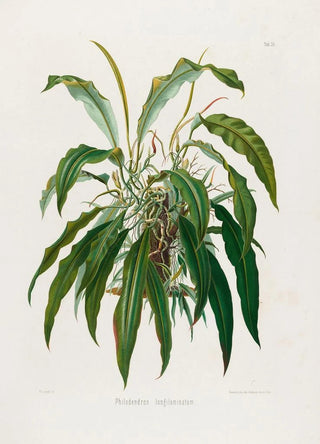 Heinrich Wilhelm Schott - Aroideae Maximilianae Pl35.webp