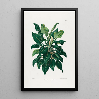 Heinrich Wilhelm Schott - Aroideae Maximilianae Pl38.webp