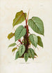 Aroideae Maximilianae Pl40 - Heinrich Wilhelm Schott — weergave van het kunstwerk