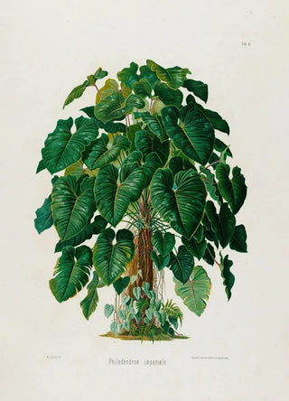 Heinrich Wilhelm Schott - Aroideae Maximilianae Pl41.webp