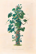 Icones Aroidearum Pl01 - Heinrich Wilhelm Schott — weergave van het kunstwerk