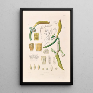 Heinrich Wilhelm Schott - Icones Aroidearum Pl05.webp