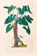 Icones Aroidearum Pl06 - Heinrich Wilhelm Schott — weergave van het kunstwerk