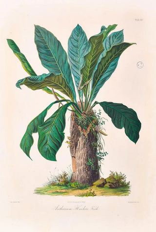 Heinrich Wilhelm Schott - Icones Aroidearum Pl15.webp