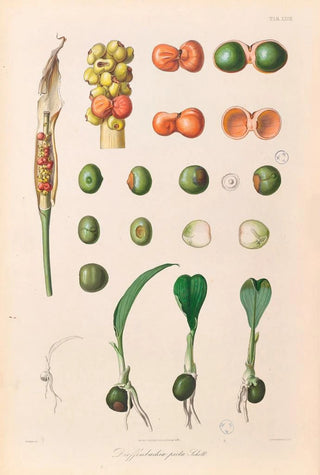 Heinrich Wilhelm Schott - Icones Aroidearum Pl27.webp