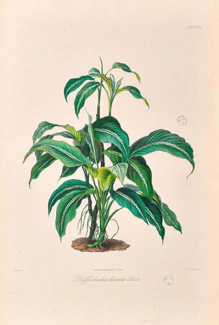 Heinrich Wilhelm Schott - Icones Aroidearum Pl28.webp