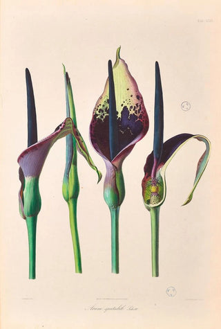 Heinrich Wilhelm Schott - Icones Aroidearum Pl32.webp