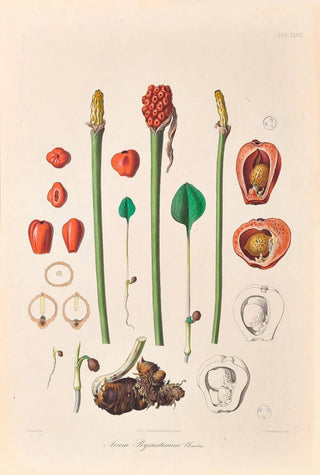 Heinrich Wilhelm Schott - Icones Aroidearum Pl36.webp