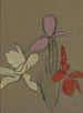 Kleine Lys - Helene Schjerfbeck — weergave van het kunstwerk