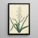 Jacinthe blanche - Hendrik Budde — framed artwork on a wall
