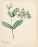 Calotropis - Hendrik Schwegman — artwork view