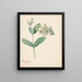 Calotropis - Hendrik Schwegman — framed artwork on a wall