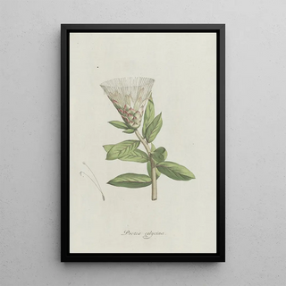 Hendrik Schwegman - Protea.webp