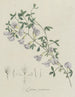 Violet Broom - Hendrik Schwegman — artwork view