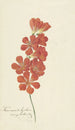 Tritonia Crocata - Hendrik Schwegman — artwork view