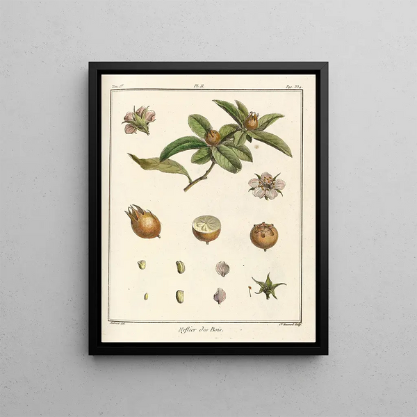 HenriLouis Duhamel du Monceau - Trait des arbres fruitiers Pl57.webp