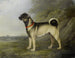 Een favoriete Franse Bulldog - Henry Bernard Chalon — weergave van het kunstwerk