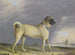 Een Franse bulldog - Henry Bernard Chalon — weergave van het kunstwerk