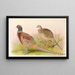 Pheasant with Eastern Chinese collar - Henry Jones — framed artwork on a wall