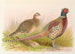 Pheasant with Formosan Collar - Henry Jones — artwork view