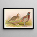 Pheasant with Formosan Collar - Henry Jones — framed artwork on a wall